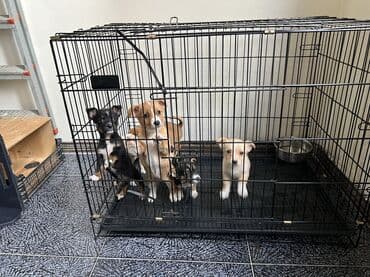 ağ xasqi: Çixuahua — 2