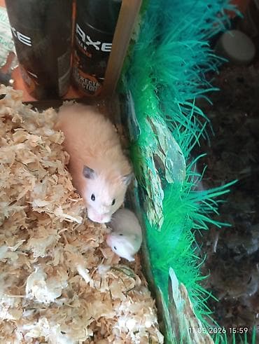 hamster satisi: Suriyalı (Suriya) hamster balaları Məhsul təsviri: - Növ: Suriyalı — 5