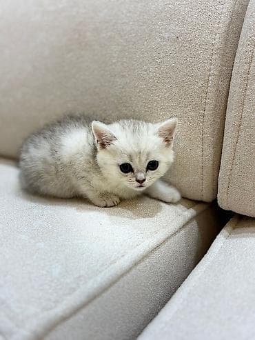 pişik pişik: Şotland yastı qulaq — 5