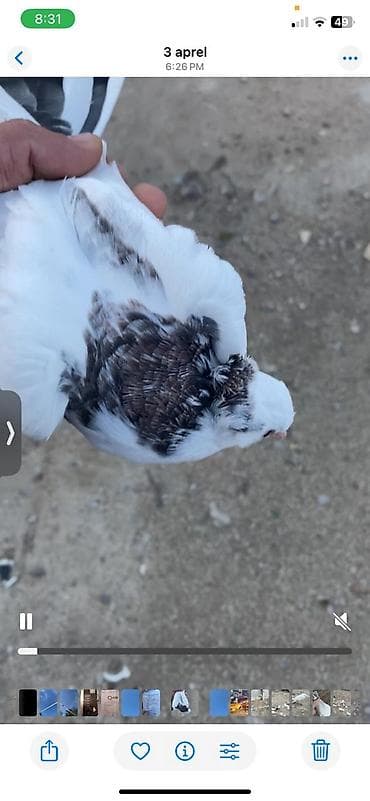 xaski it adlari: Məhsul: Ev göyərçini (bəyaz və qarışıq tünd ləkəli rəng) tam sağlam — 1