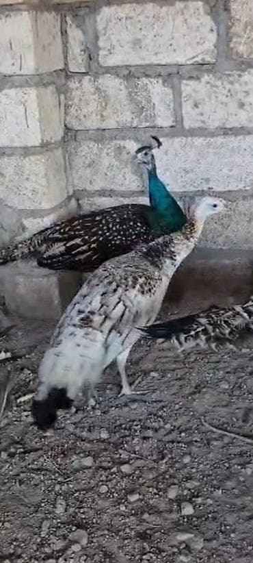 Qaraqanad tovuzquşu 1 illik tam saglam cutu180m çatdırmaq olar