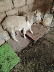 Inəklər, öküzlər: Başlıq: Erkey cepisdi super cepisdi Təsvir: - Erkək keçi - Ağ rəng — 2