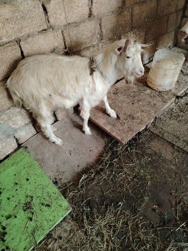 Inəklər, öküzlər: Erkey cepis kok cepisdi dam maldi — 2