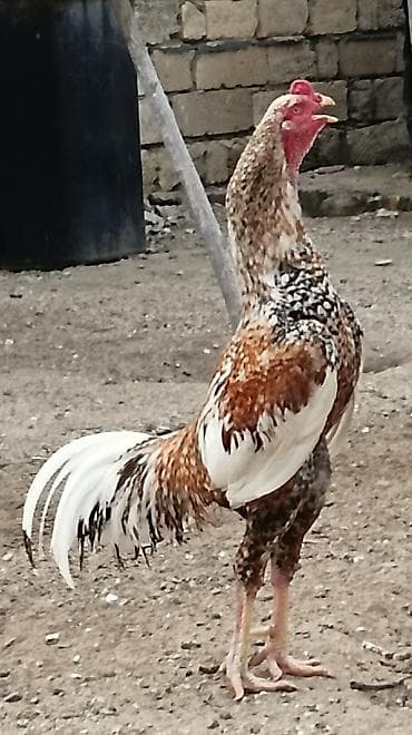 Молочные продукты и яйца: Şekilde gorduyunuz heyratı xoruzdan olan mayalı heyratı Pileymut — 1