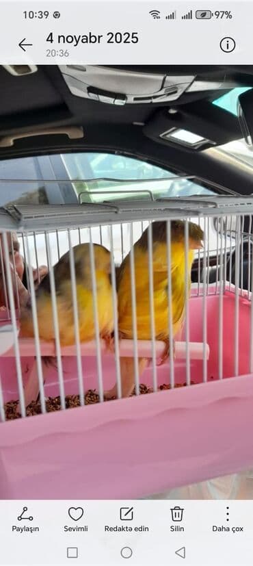 cuce qefes: Kanareyka quşları – cüt-cüt - Növlər: Kanareyka - Rənglər: sarı (iki — 1