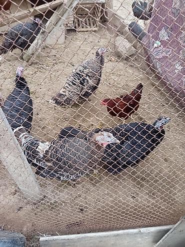 Fətəli xoruzlu kq 15 m ünvan buzovna yerli deyil brozdur Təsvir: - — 8