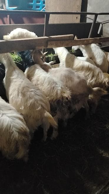 Cins: Yerli/qarışıq keçilər Növ: Ana keçilər və balalar Təyinat: Süd