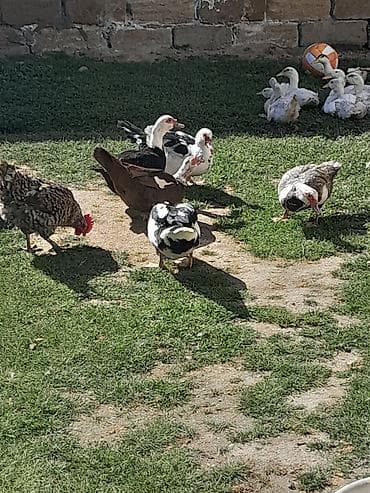 dovşan şəkli: Hər cinsdə diri və təmizlənmiş lal ördəklər satılır çoxdular — 3