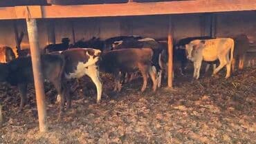 arpa toxumu satışı: Satışda: 18 dana,5 erkek 13 diwi.8,9 ayliq danalardi — 3