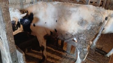 bakida cins ineklerin satisi: Dana, buzov, Erkək, ay: 10, 150 kq, Damazlıq, Ünvandan götürmə — 3