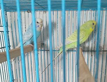 kreditle heyvan satisi: Hazir cüt tutuqusular satilir cütü qiymeti 30 m — 1