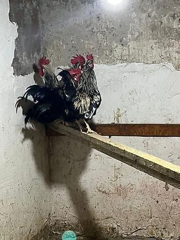 yeher satisi: Xoruz, il: 1 — 2