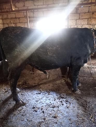 i̇nek: Erkək, il: 2, 350 kq, Ətlik, Ünvandan götürmə — 2