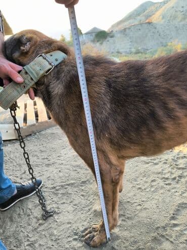 maraqli it adlari: İri cüssəli, qısa tüklü, tünd qəhvəyi rəng çalarlarında it. Boy ölçüsü — 1