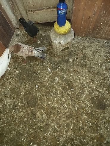 goyercin satilir: 3 ədəd əbrəş 2 mayadı 1 bir erkəy sağlam bal verən quşlardı sarı — 6