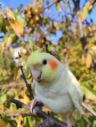 hesterxan qusu: Erkək Karella satılır adı Ori di 7 aylıq quşdu ələ çiyinə başa rahat — 9