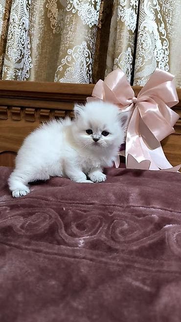 pers pisiyi satilir: Şotland uzun tüklü — 3