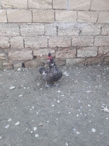 Digər kənd təsərrüfatı heyvanları: Lavanda Macar satilir 1i 50 manat — 1