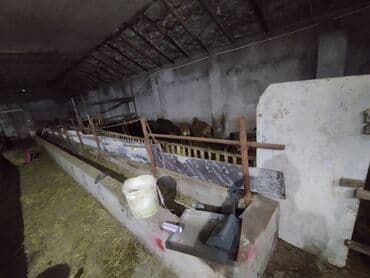 sekide tecili satilan evler sekide satilan ev ve torpaq: Ferma/təsərrüfat sahəsi40 baş iri buynuzlu heyvan saxlanılması üçün — 7
