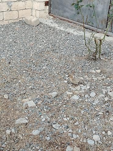 tap az goyercin satisi: 3ədəd 17günüy Lavanda balası satıram xacmazdadı 0554626380 — 6