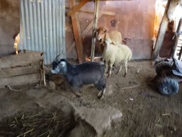 balalı qoyunlar: Keçi və balalı qoyun tam sağlam heyvanlardir — 2