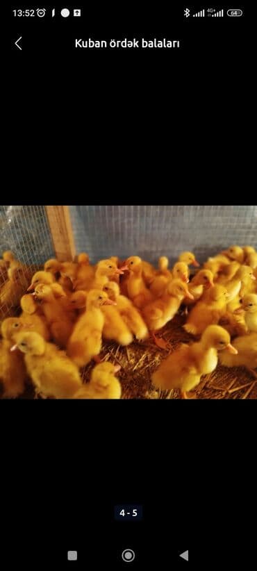 cuce qefesi: Ördək cücələri, Ətlik, Ünvandan götürmə, Pulsuz çatdırılma, Ödənişli çatdırılma — 2