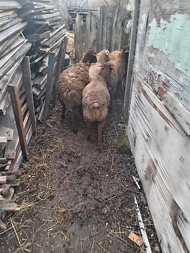 naxcivan heyvan elanlari: Qoyun sürüsü satılır 8 dene erkey quzu satılır - Növ: yerli qarışıq — 5