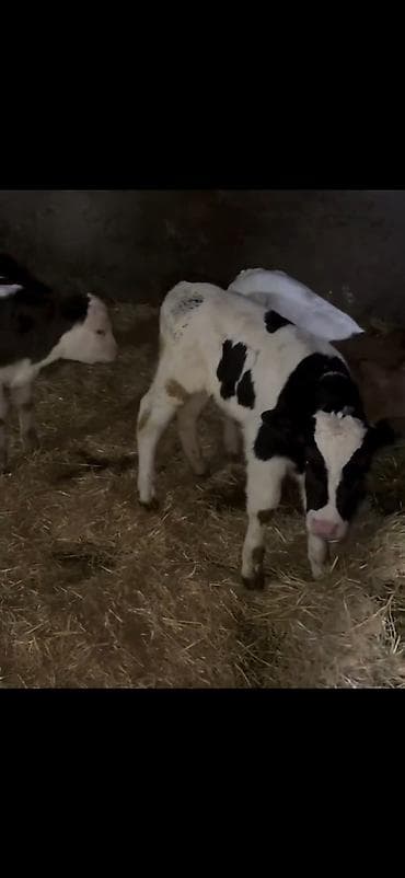 dişi buzov: Satış üçün buzovlar - Növ: südlük/dana növü, qarışıq ləkəli rənglər — 2