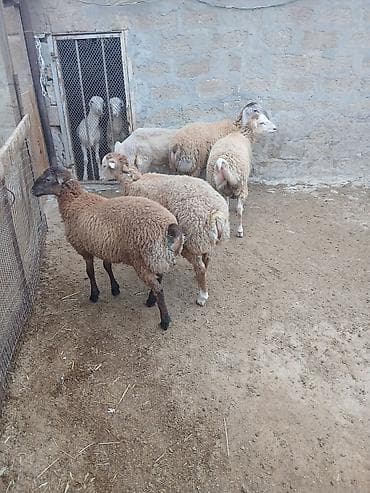 mal qoyun: 5 dənə kök quzu satılır.ünvan.Yeni Yaşma — 5