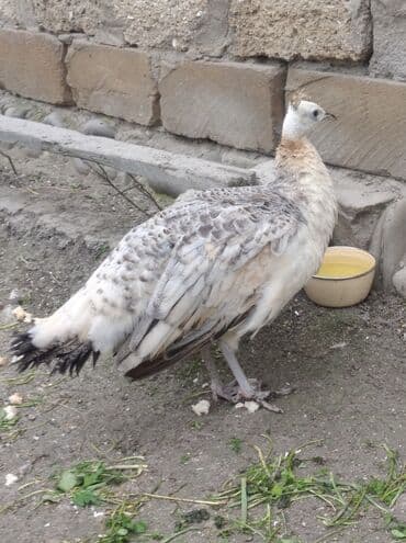 hinduska balasi satilir 2019: Salam aleykum. Satışda bir dənə qara qanad tovuzquşu fərəsi var. 7 — 5