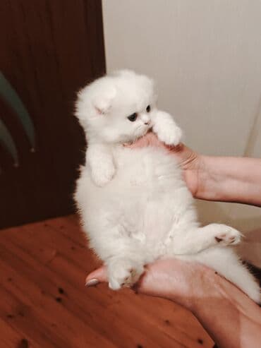 купить британская шиншилла: Шиншилла, Самка — 1