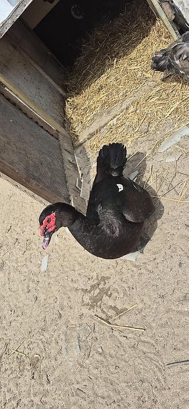 Musk ördəkləri (indo ducks) – müxtəlif rənglərdə - Növlər: musk/indo — 3