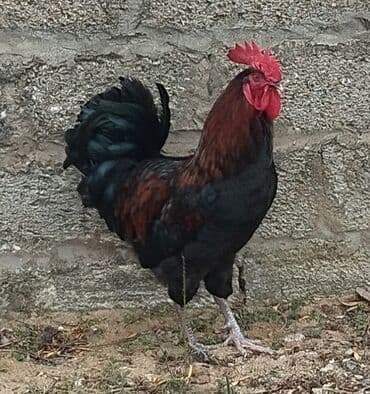 Məhsul: Qara rəngli cins xoruzlar Təsvir: - Şəkillərdə qara, parlaq