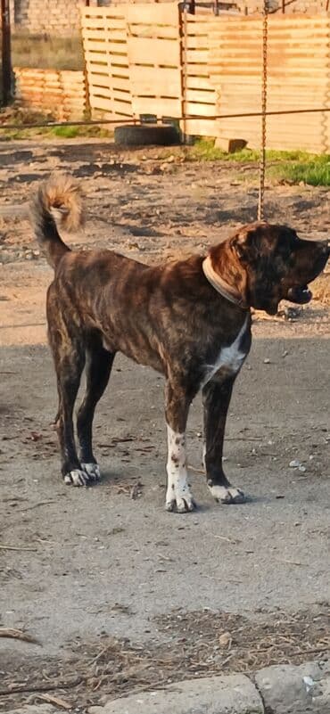 yuxuda ördək balası görmək: Qurdbasar, 3 il, Erkek, Peyvəndli, Ödənişli çatdırılma — 4