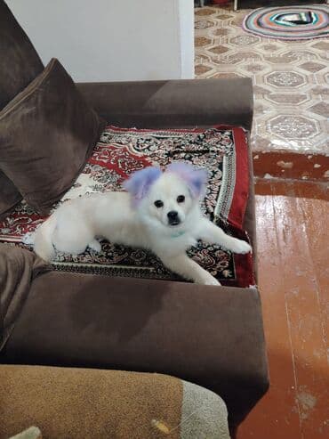 ağ quyruq: Şpitz, 4 ay, Erkek — 1