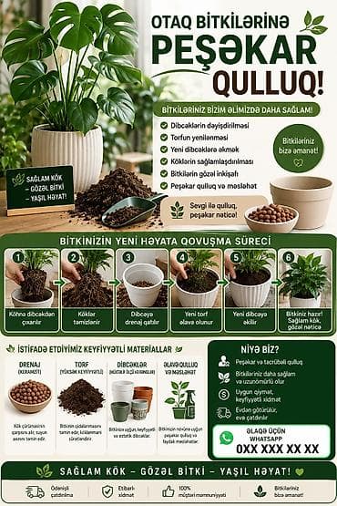 otaq gulleri: Bakı – Otaq Bitkilərinə Qulluq Xidməti 🌿🪴 Bakı şəhərində otaq — 1