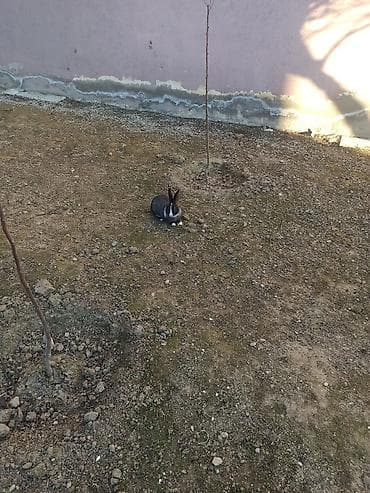 - Ev şəraitinə uyğun dekorativ dovşan - Rəng: qara-ağ (sinə və — 1