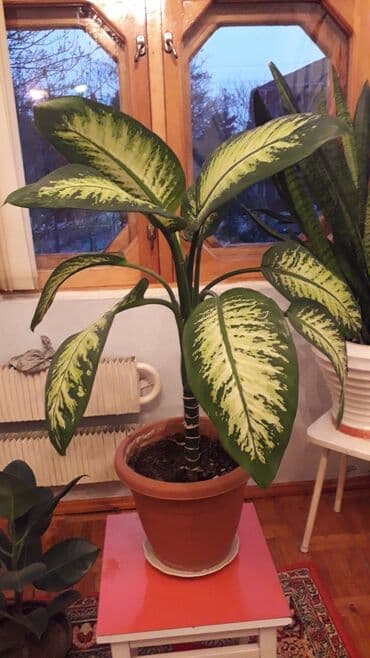 бочка 10 тонн: 50 man — 1