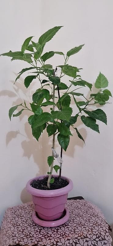 gubre: Qırmızı güllü ev hibiskusu (Çin qızılgülü) – saksıda - Bitki növü — 1