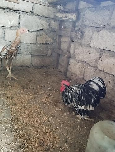 ördekler: Məhsul: Ev quşları dəss 2eded kitayski toyug 2 ədəd yaşıl lal ördək 1 — 5