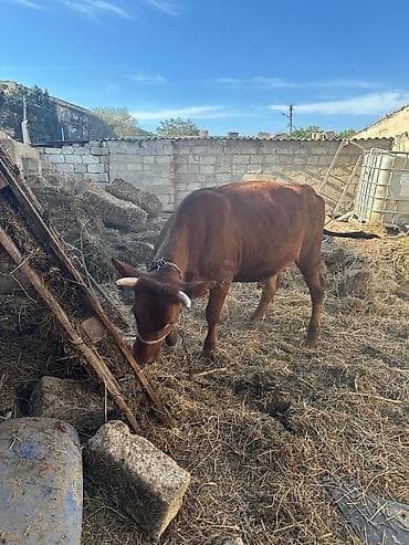iri buynuzlu: Crasni Step Etlik verilmir hec km narahat etmesin - Payızlıq otlaq və — 6