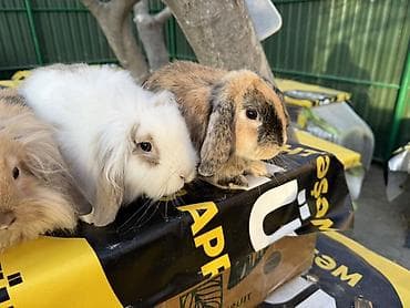 akvarium dekor: 🐰 Mini Lop dovşanlar 🤍 4 ədəd sağlam və baxımlı mini lop var. • 2 — 2