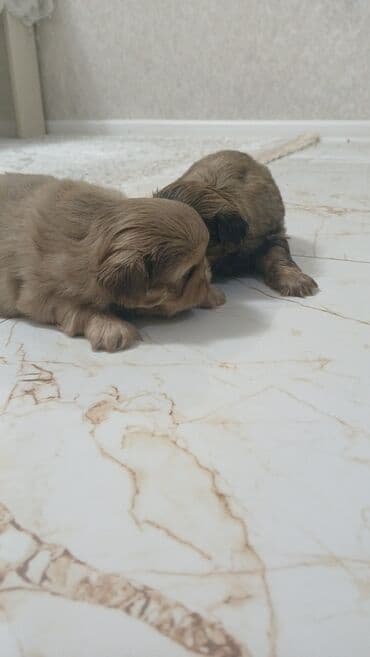 Gəmiricilər: Pekines, 1 ay — 2