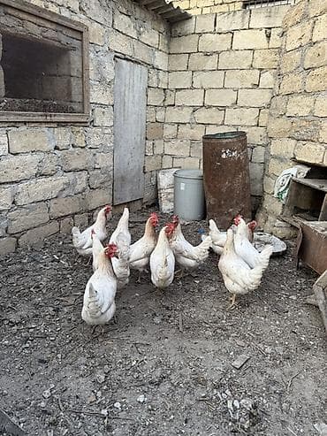 lelekli heyvanlar: Toyuq, Yumurtalıq — 2