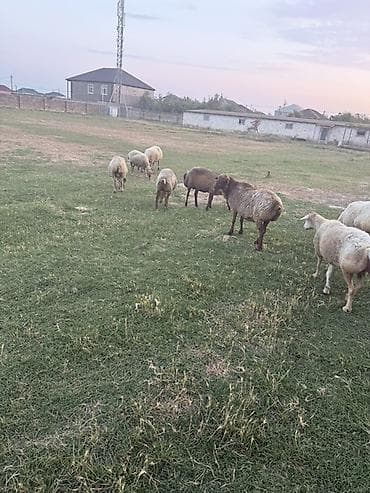 qoyun derisi: 9 baş qoyundur, 4 ü boğazdır. Biri 3 cü qarındı. Qısırlarda var — 6