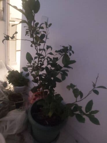 limon yağı qiyməti: Limon ağacı. Bar verəndir — 1