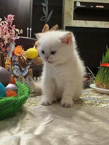 Птицы: Британская, Самец, Самка, В добрые руки, Самовывоз, Бесплатная доставка, Платная доставка — 6