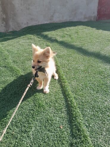 отдам в добрые руки шпица: Шпиц — 1