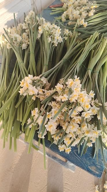 Nərgiz gülü dəstləri - Çiçək: ağ-sarı rəngli nərgiz (xoş ətirli — 2