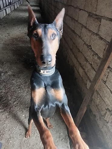 Doberman, 2 il